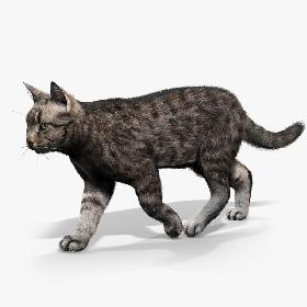 Cat - Rigged, With Fur